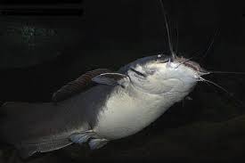 Longfin heterobranchus catfish.